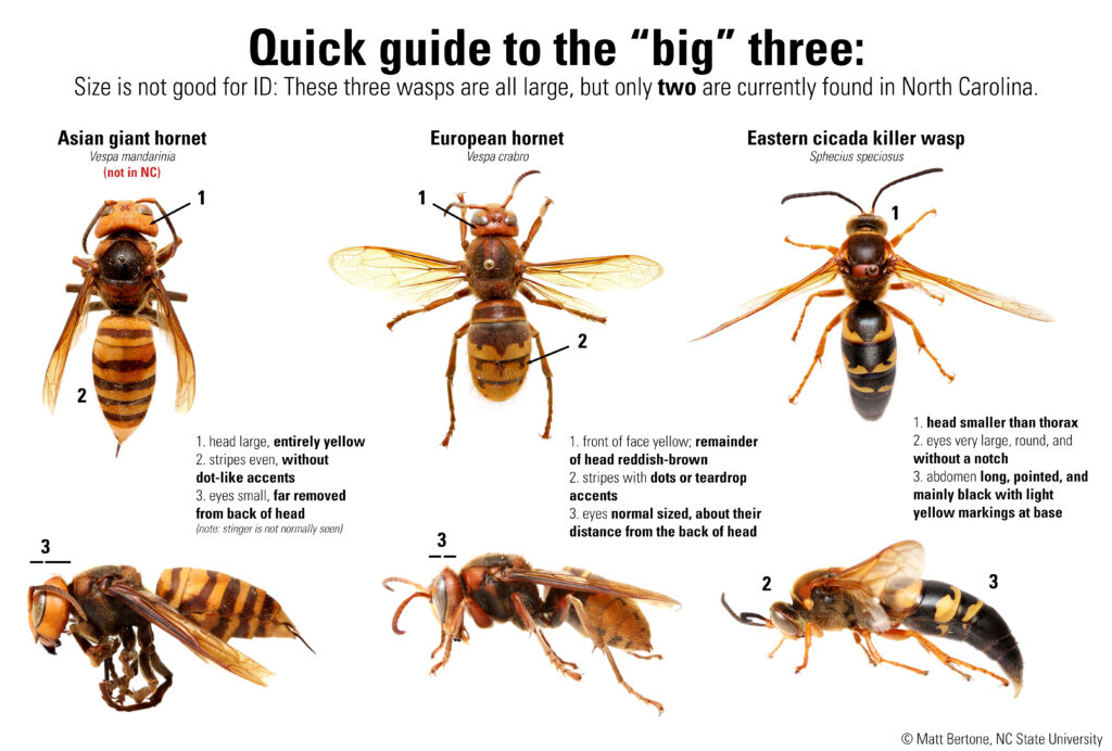 View a side-by-side comparison of the Asian giant hornet, European hornet and Eastern cicada killer wasp.