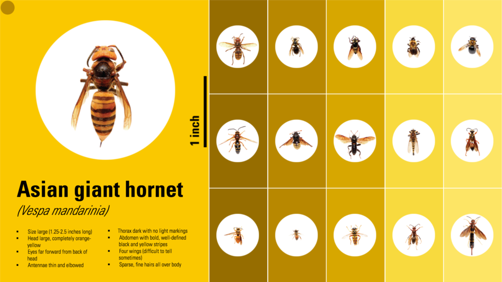 A chart illustrating side-by-side comparisons between the Asian Giant Hornet and other similar insects.