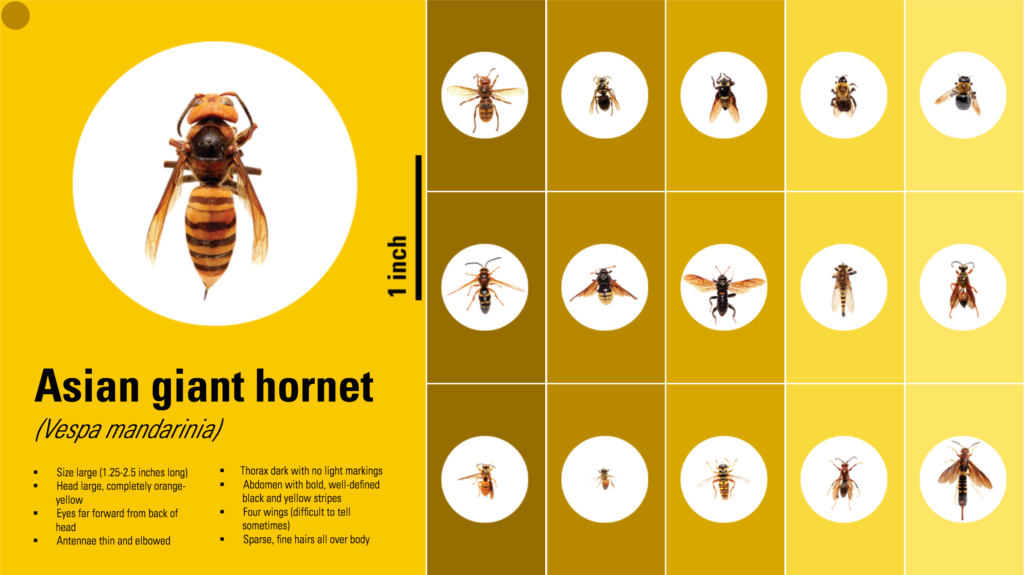 difference between hornet and bee