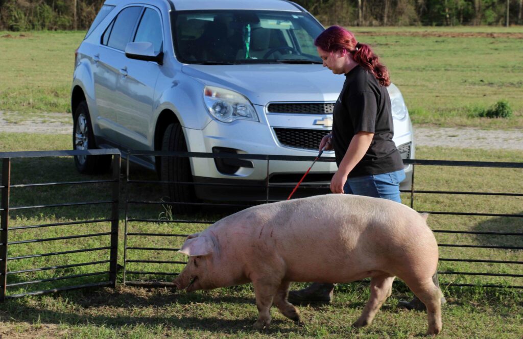 Sampson County 4-H pig program