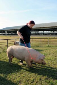 4-H livestock program Sampson County pigs
