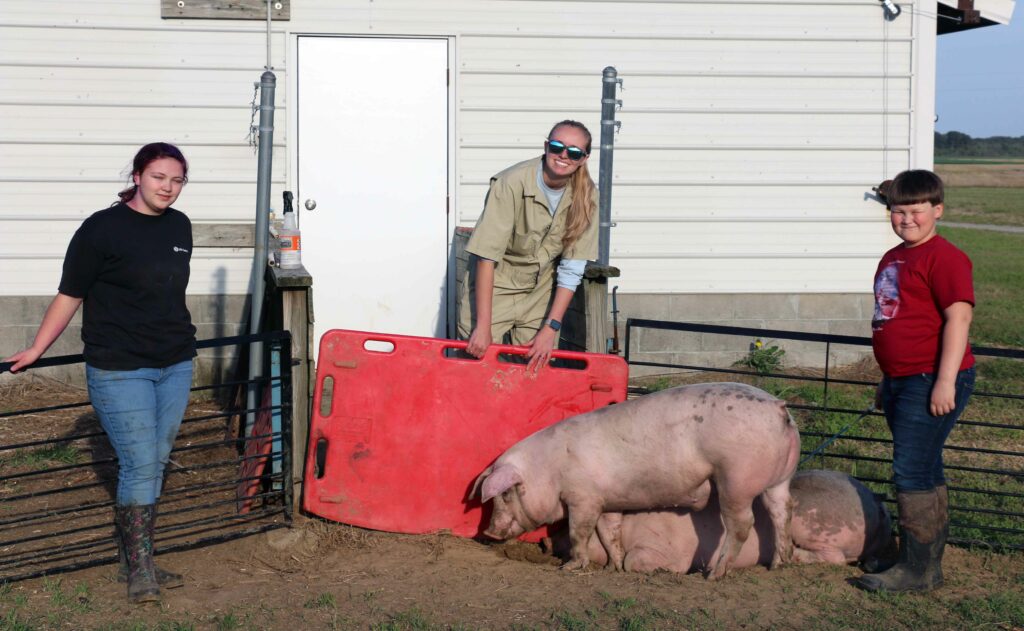 4-H livestock program Sampson County pigs