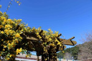 Wake County Master Gardener program volunteers therapeutic horticulture