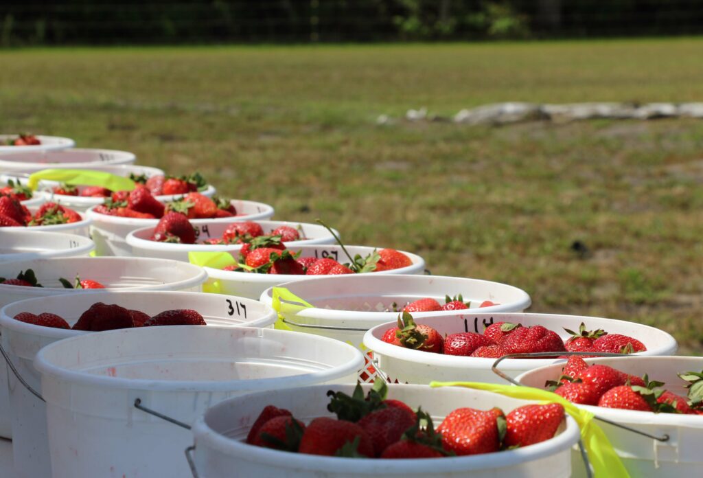 NC State Extension horticulture research station strawberries Castle Hayne New Hanover County