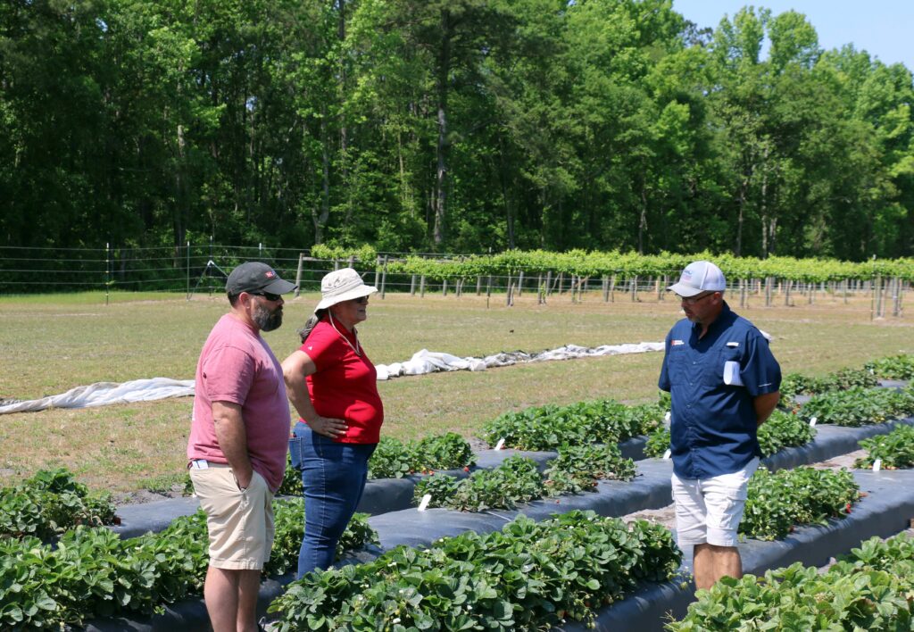 NC State Extension horticulture research station strawberries Castle Hayne New Hanover County