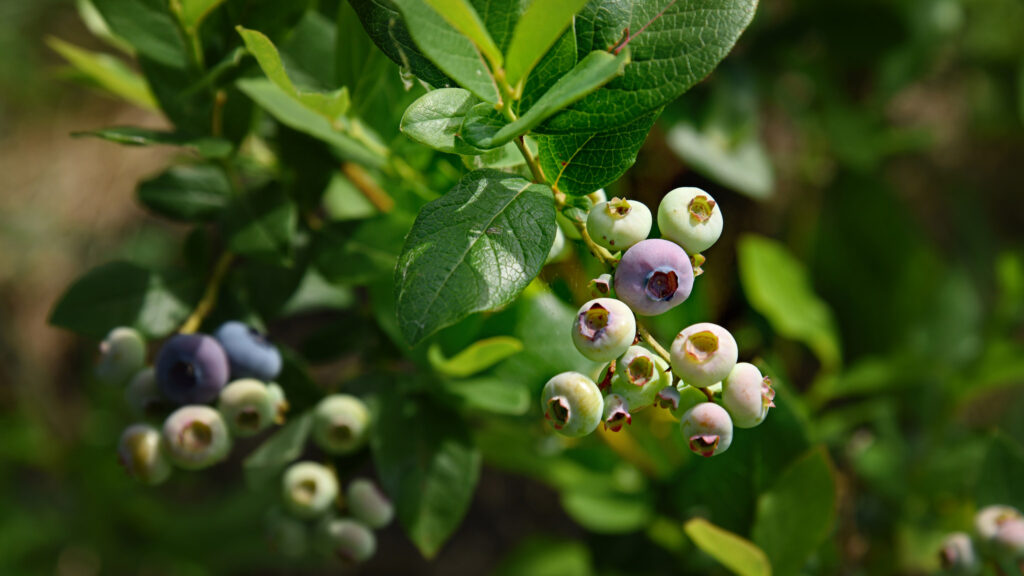 NC State Extension blueberries