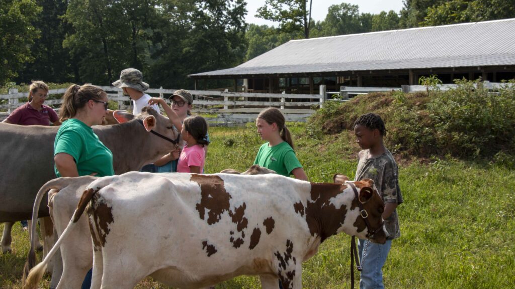 4-H youth in Warren County learn how to show cows and about the importance of the dairy industry in North Carolina through an NC State Extension program.