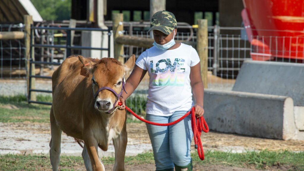 4-H youth in Guilford County learn how to show cows and about the importance of the dairy industry in North Carolina through a Cooperative Extension program.