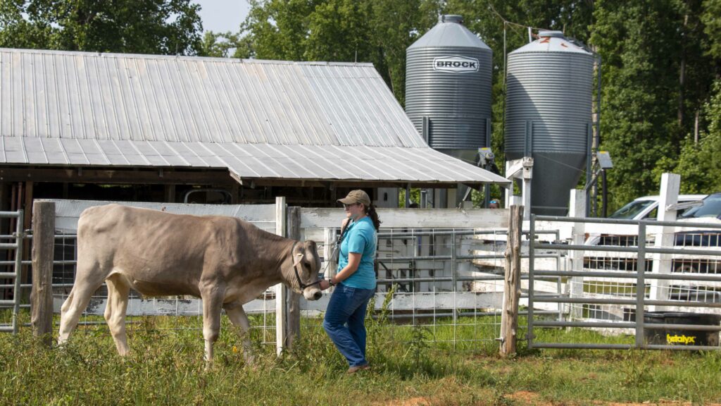 4-H youth in Warren County learn how to show cows and about the importance of the dairy industry in North Carolina through an NC State Extension program.