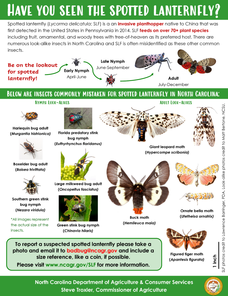 NC State Extension agents, specialists and experts are educating people in North Carolina about the invasive spotted lanternfly