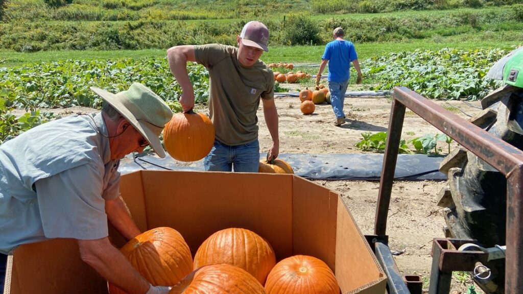 NC State Extension pumpkin nutrition