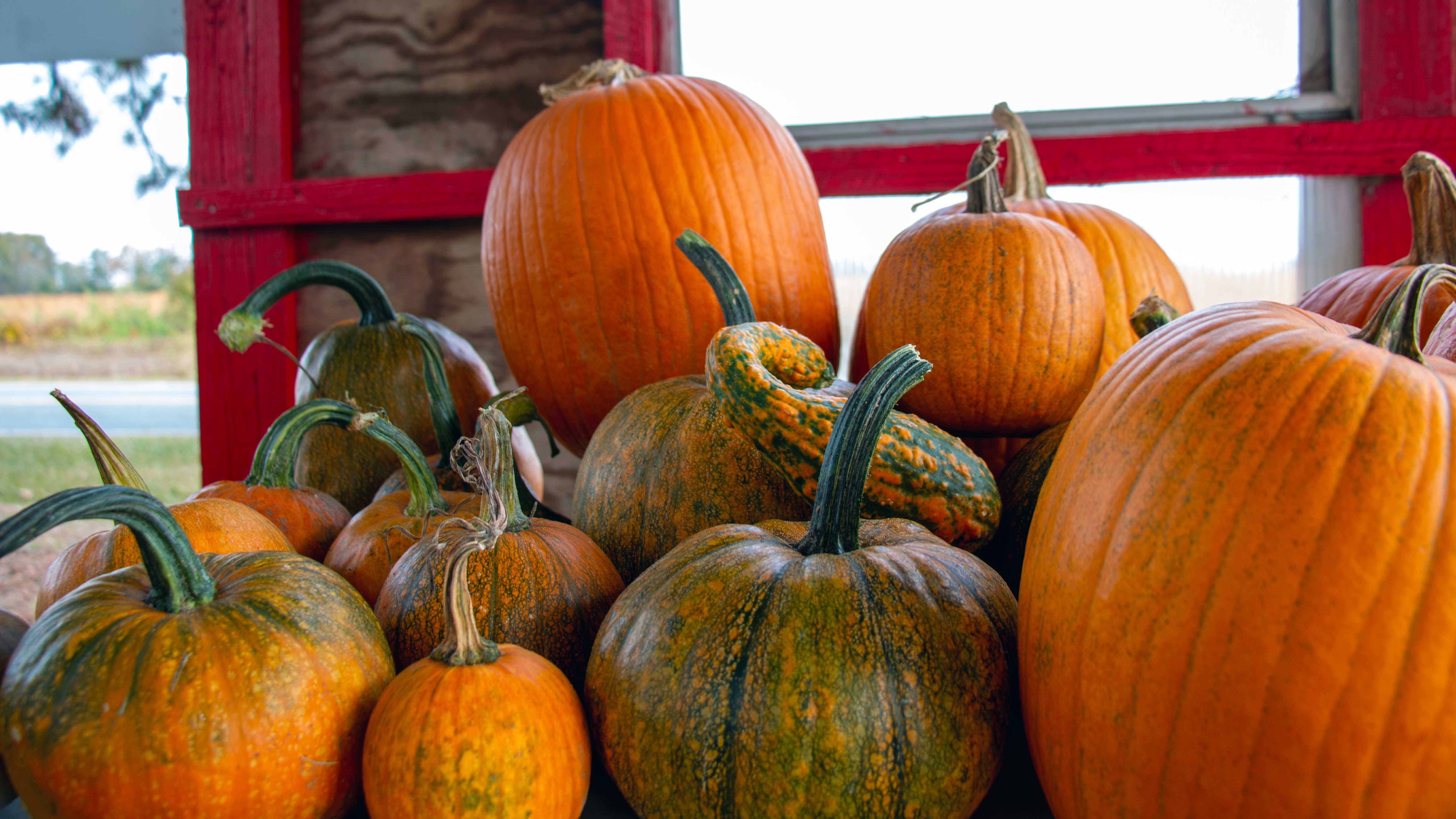 Go Beyond Fall Flavors By Cooking With Pumpkins NC State Extension