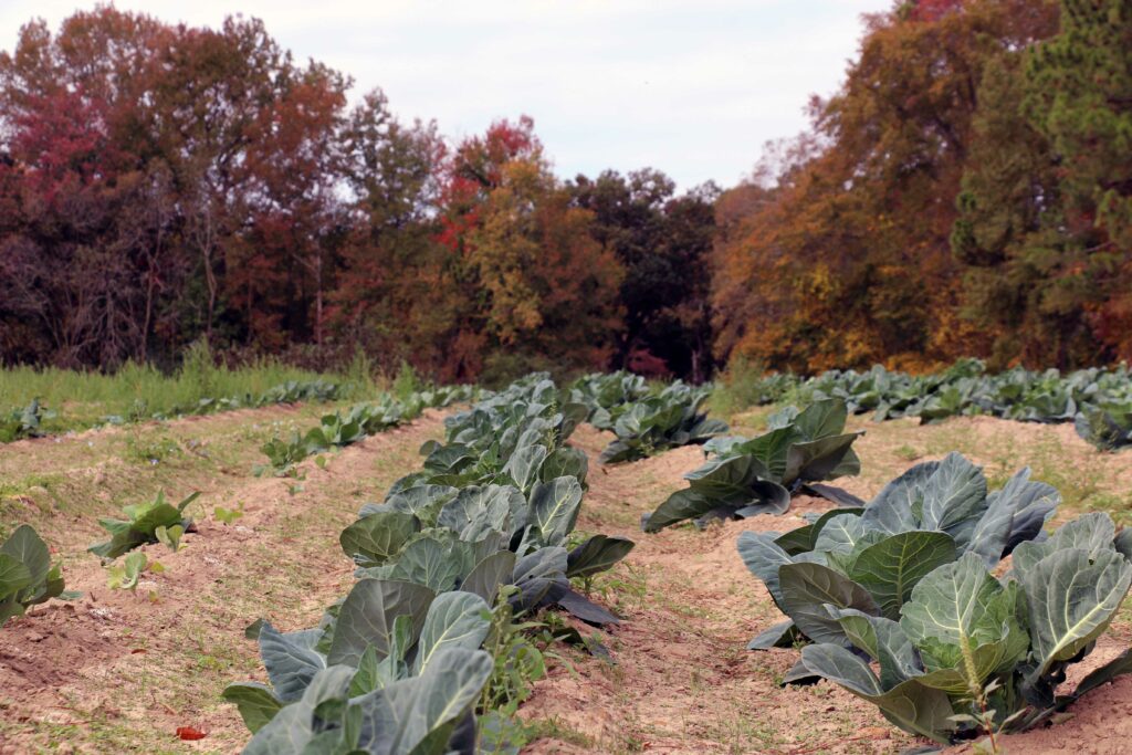 NC State Extension local food efforts benefit producers and consumers by encouraging eating fresh food