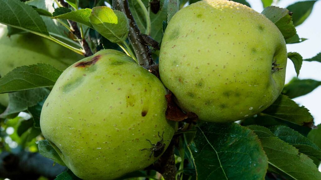 NC State Extension entomology apple crop pest management