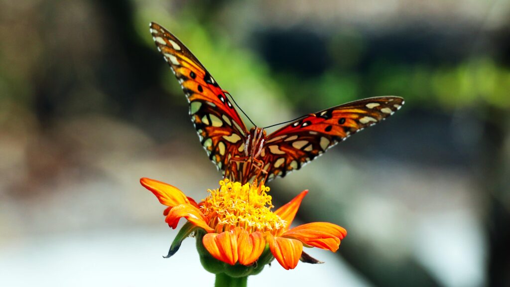 Great Southeast Pollinator Census North Carolina count pollinators