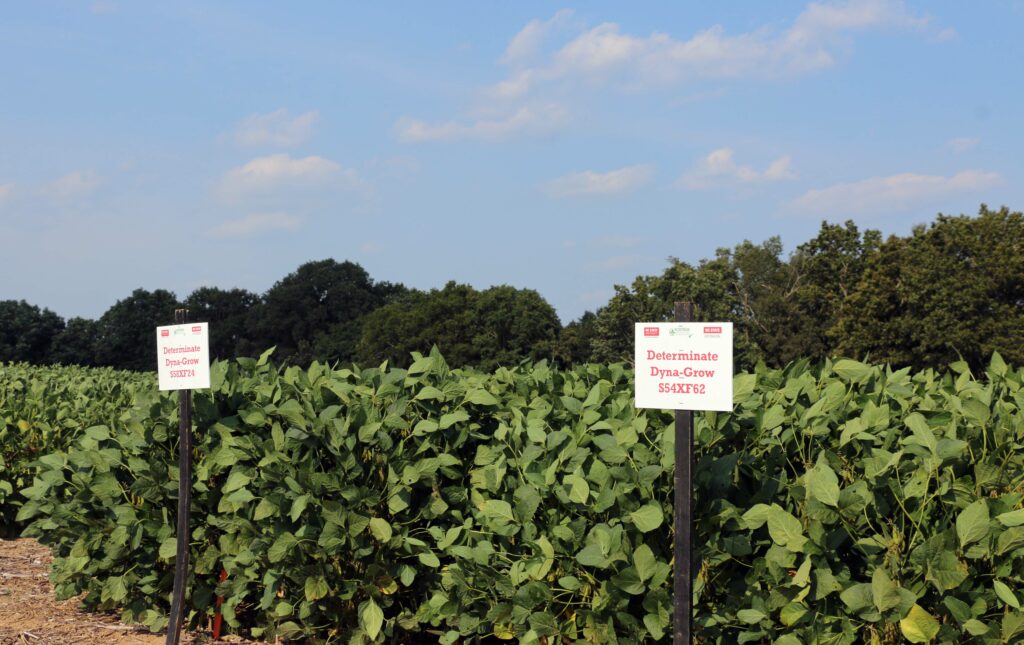 National Extension soybean specialists visit NC State research Union County