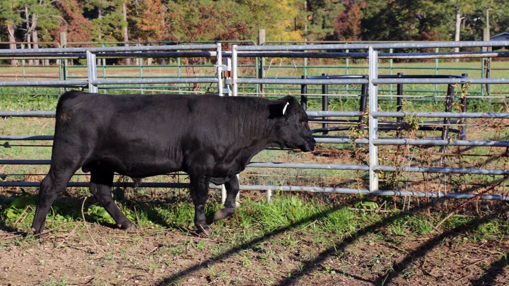 NC State Extension beef cattle bull breeding soundness exam