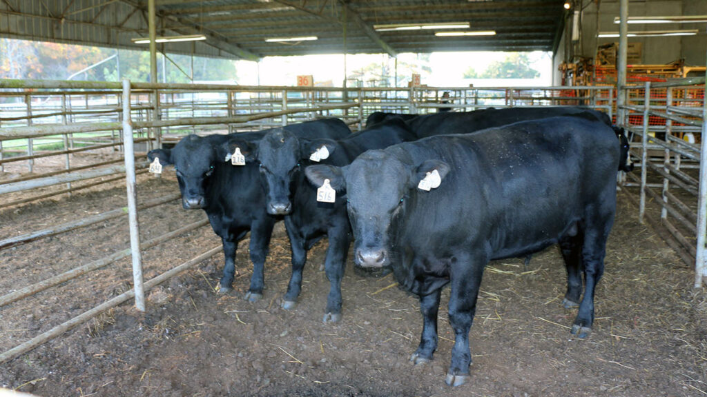 NC State Extension beef cattle bull breeding soundness exam