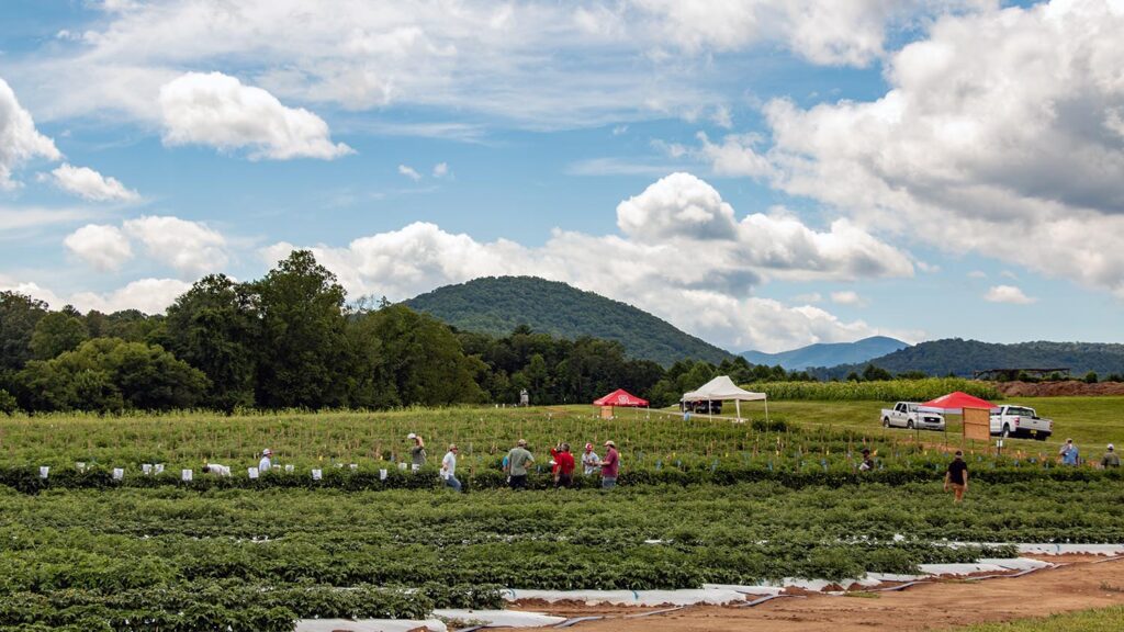 NC State Extension Mountain Horticulture Crops Research and Extension Center (MHCREC) research station helps growers in the North Carolina mountains