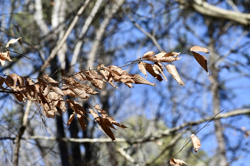NC State Extension forestry winter tree identification Wilkes County