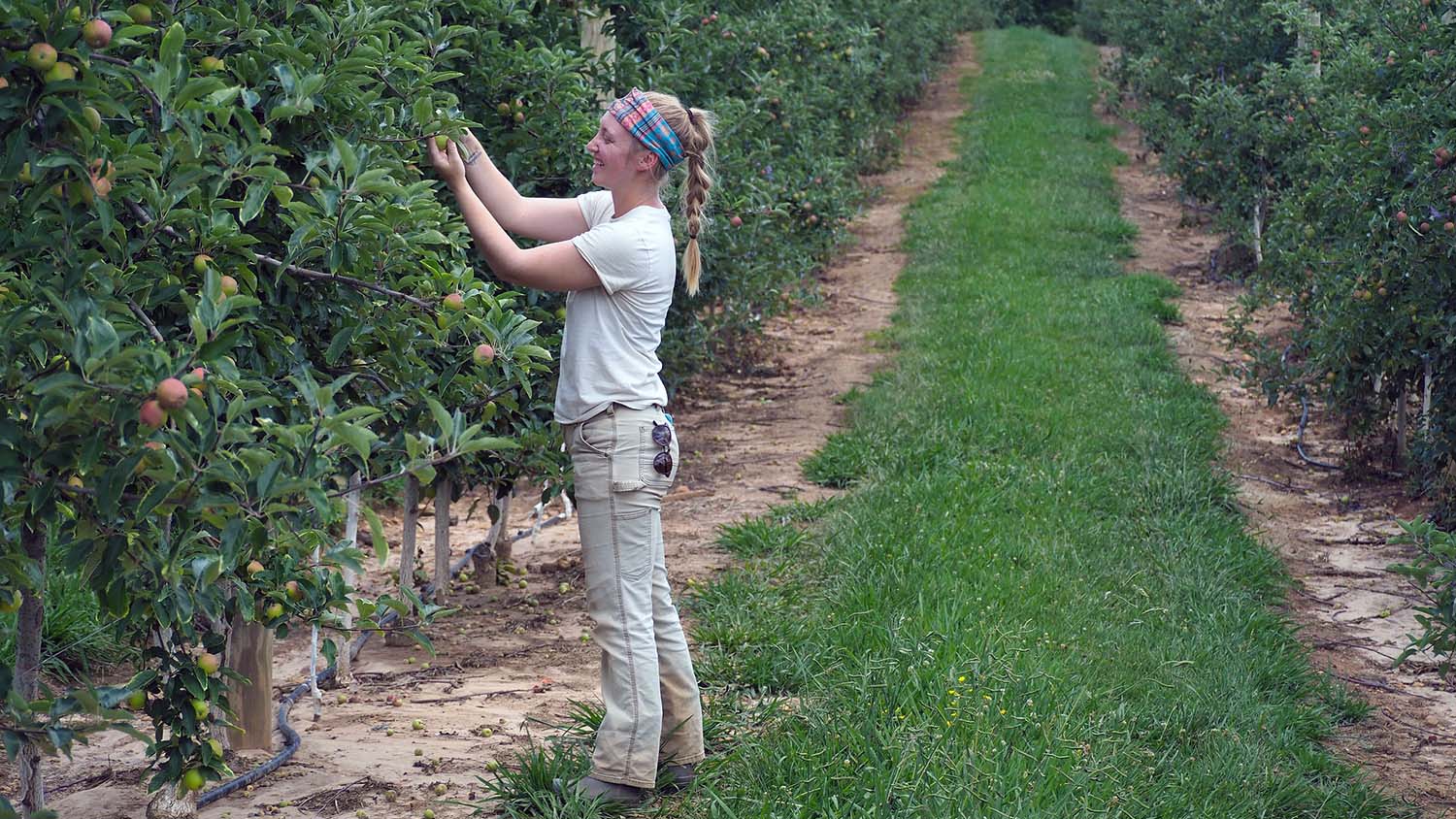 NC State Extension helping Western North Carolina WNC apple growers in aftermath of Hurricane Helene