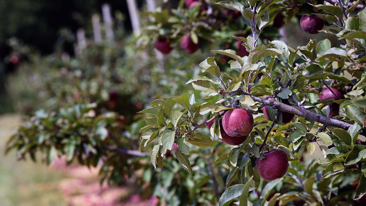 NC State Extension helping Western North Carolina WNC apple growers in aftermath of Hurricane Helene