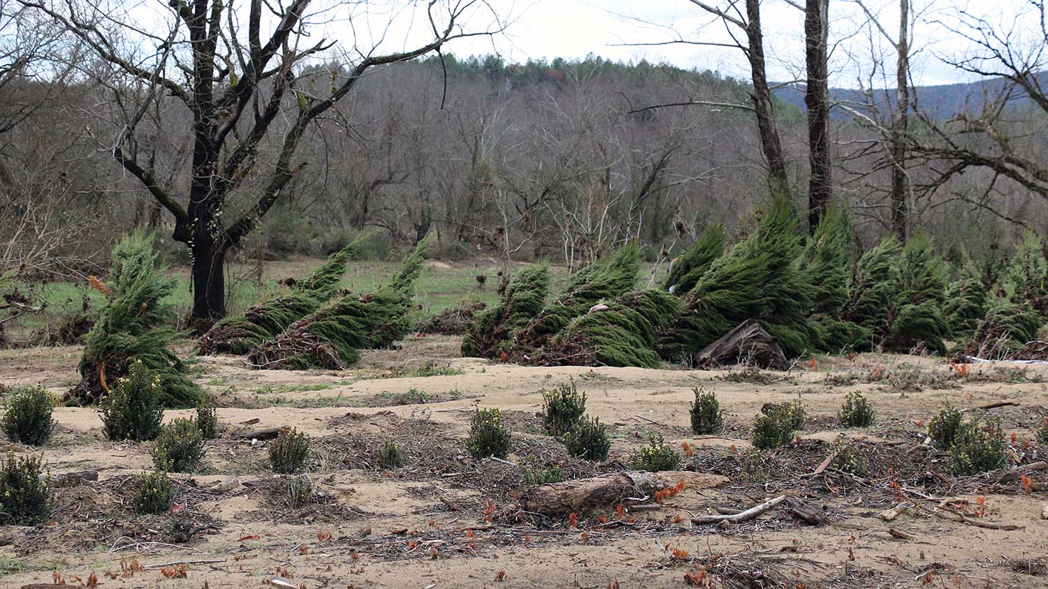 NC State Extension Hurricane Helene response helping North Carolina ornamental industry