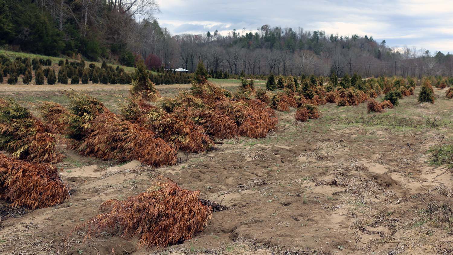 NC State Extension Hurricane Helene response helping North Carolina ornamental industry