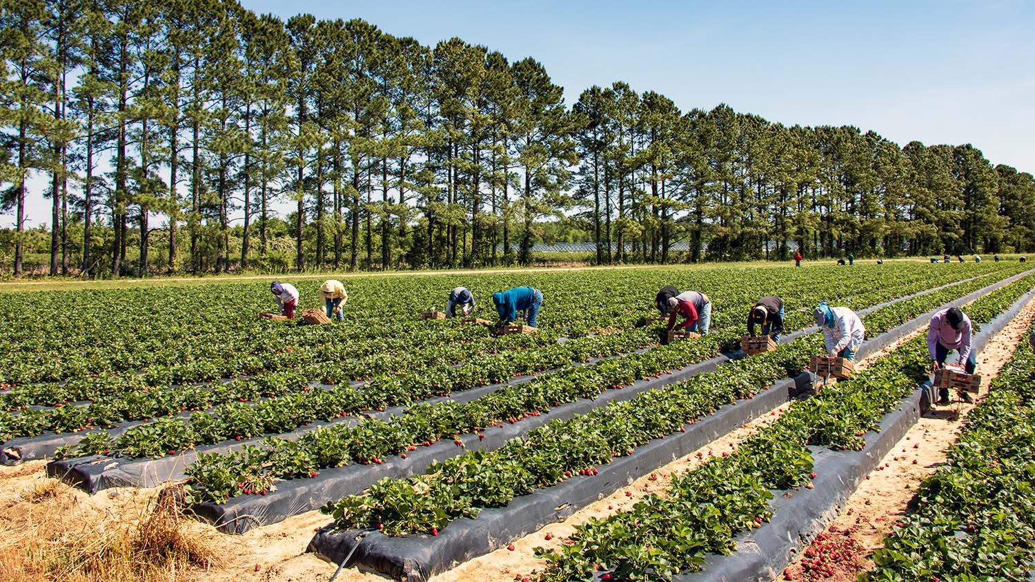 NC State Extension farmworker health and safety program training farmworkers