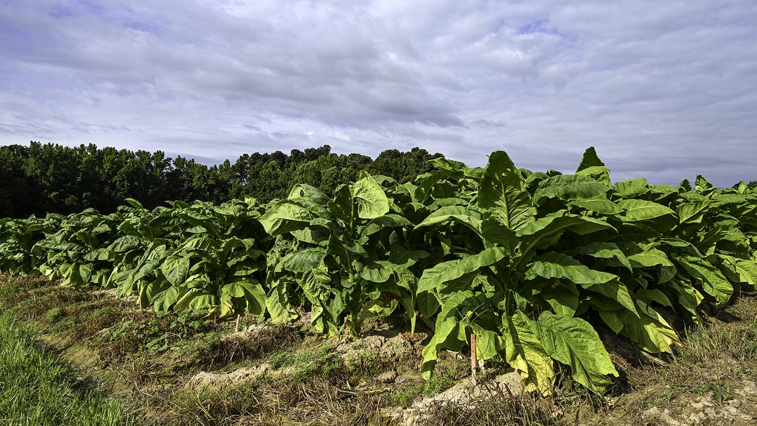 NC State Extension farmworker health and safety program training farmworkers