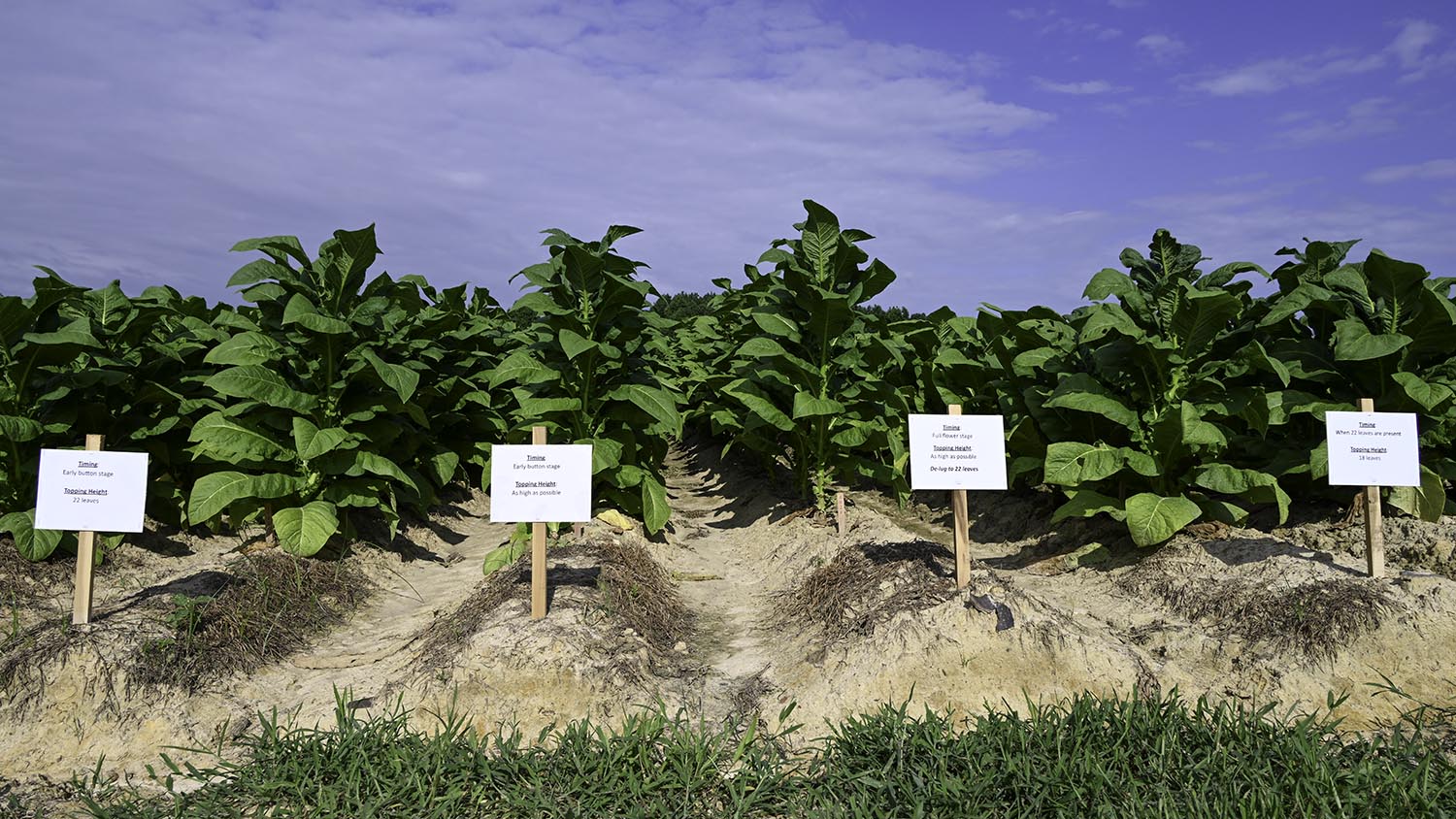 NC State Extension tobacco research helping tobacco farmers cash crop