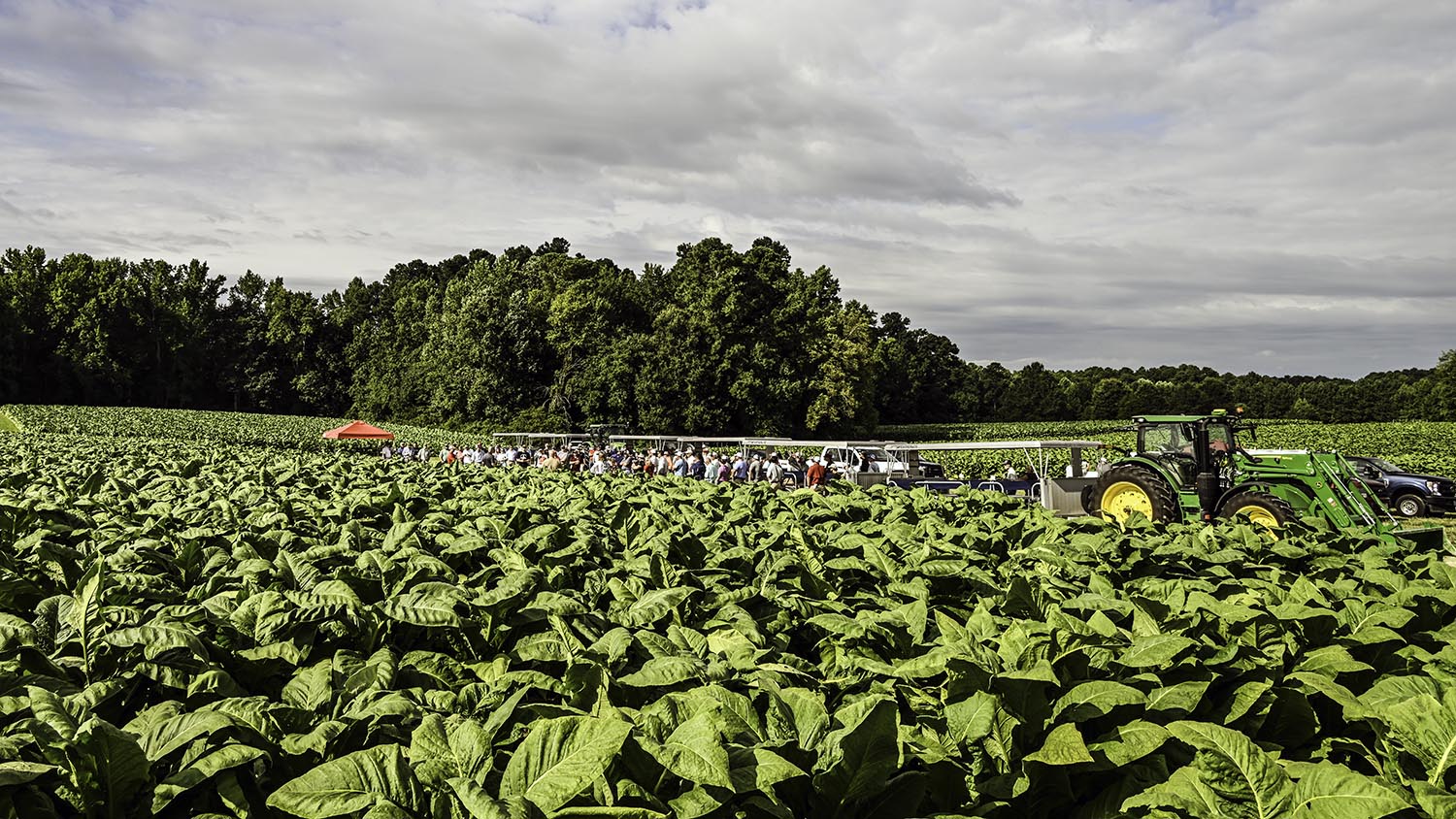 NC State Extension tobacco research helping tobacco farmers cash crop