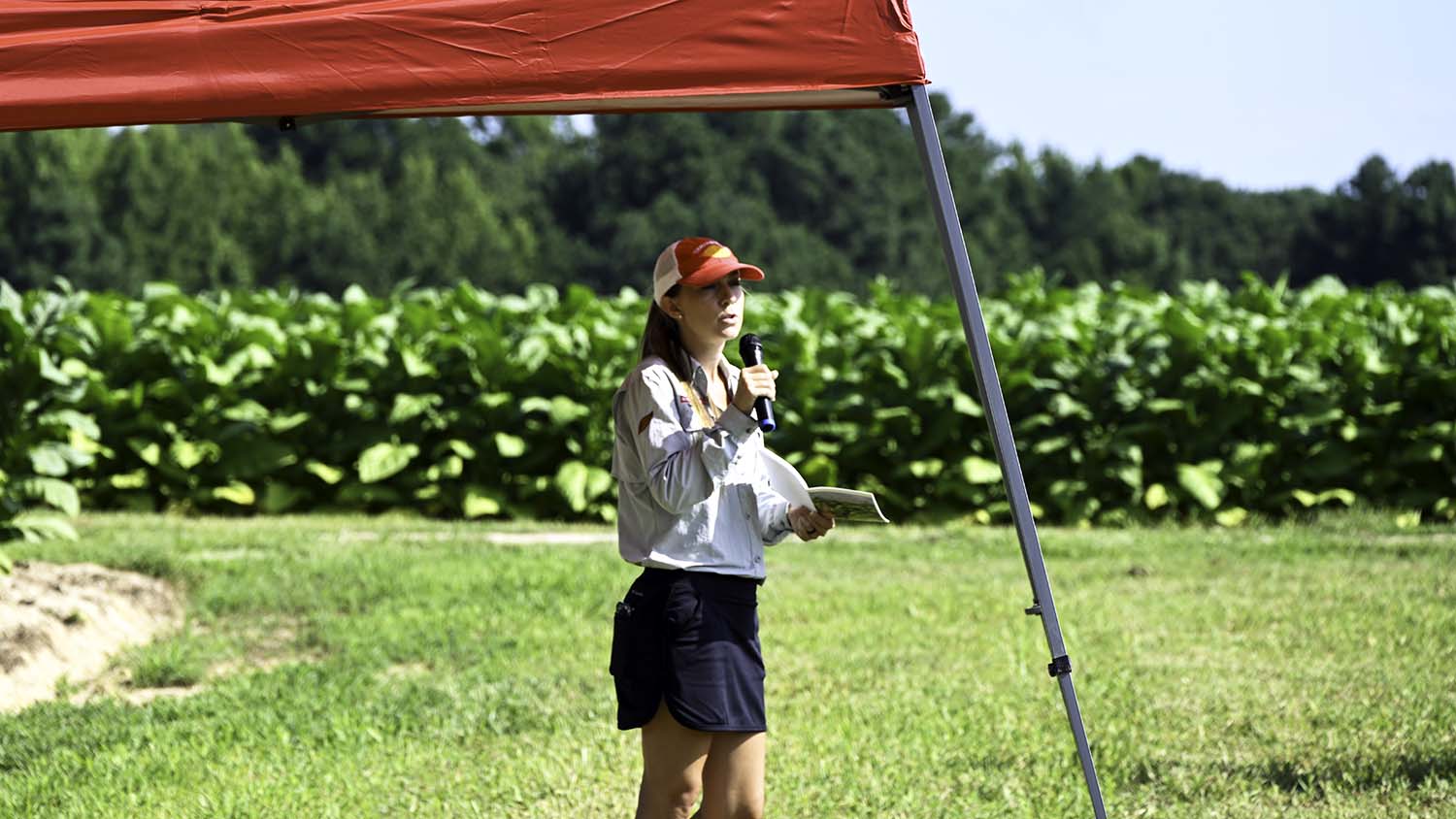 NC State Extension tobacco research helping tobacco farmers cash crop