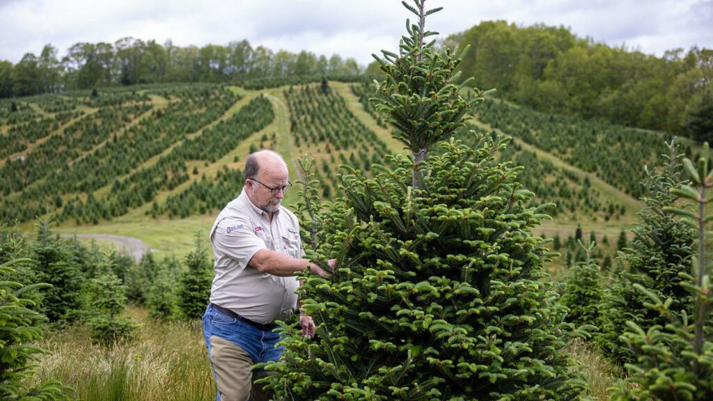 NC State Extension Christmas tree experts help growers producers and consumers Hurricane Helene