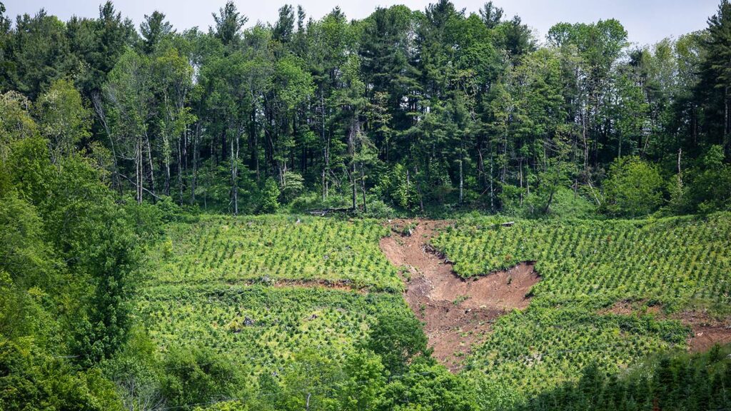 NC State Extension Christmas tree experts help growers producers and consumers Hurricane Helene